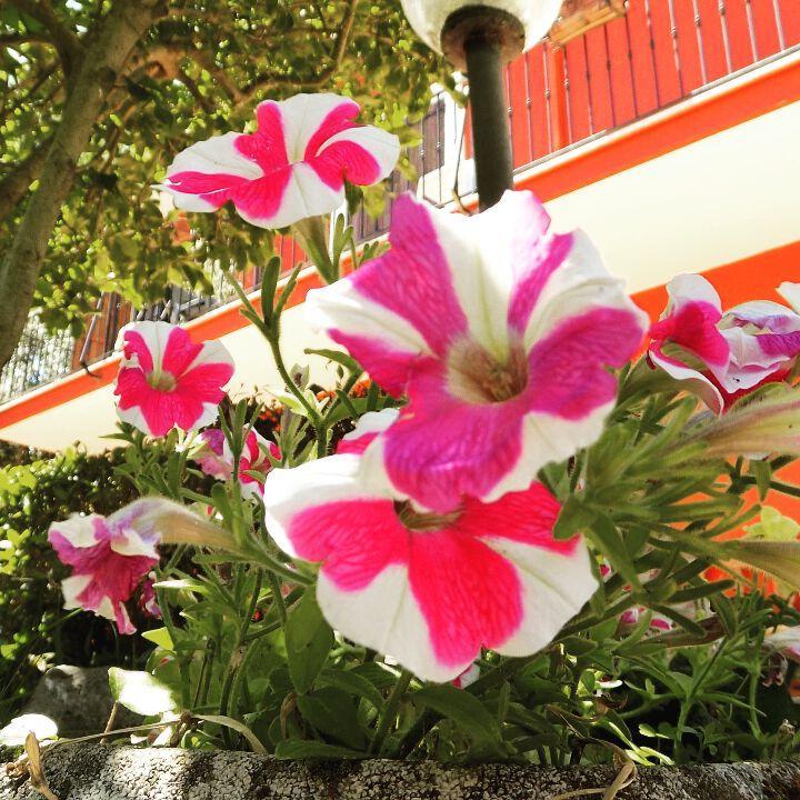 B&B Il Giardino Delle Camelie Palestrina Exterior photo